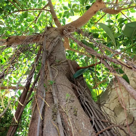 度假居 Il Giardino Della Falena 法维尼亚纳